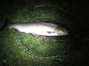 Sea Trout upper Teign